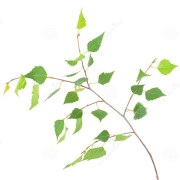 young-spring-birch branch