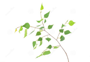 young-spring-birch branch