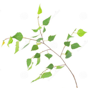 young-spring-birch branch
