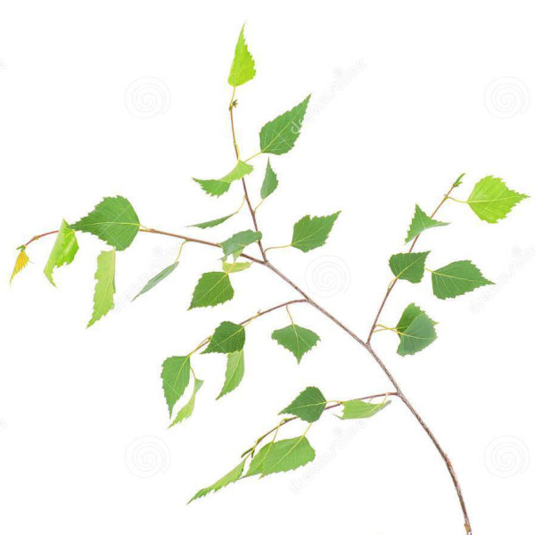 young-spring-birch branch